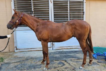 �����̷��� ����