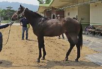 ���������� (NAEGILUI WINNER) ����