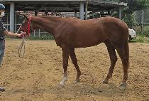 �л��� (HAKSAN LULU) ����