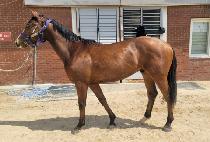 �׷���Ʈ���� (GREAT BOY) ����