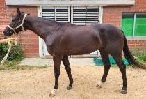 ���������̵� (GANGSEO PRIDE) ����