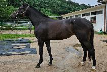 �����Ʈ��� (BRIGHT DIVA) ����