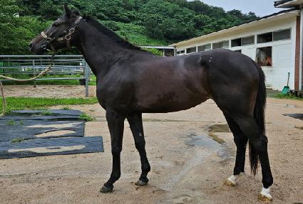 �����Ʈ��� ����