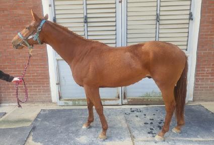 �Ŀ�Ǯ�뽬 ����