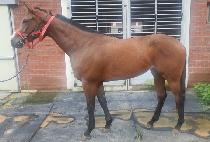 �극�̺��Ű (BRAVE ROOKIE) ����