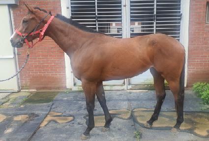 �극�̺��Ű ����