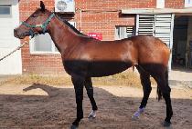 �������� (JUMBO ROCKET) ����