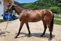 �÷����� (FLAME QUEEN) ����