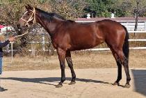 ����Ʈ�� (FIGHT QUEEN) ����