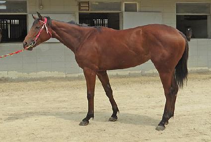 ����Ƽĸ ����