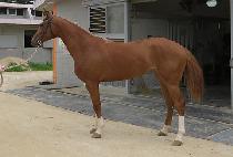 �����׷� (BELOTERO) ����