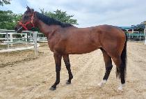 WORLD DRAGON picture