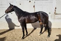 �ε��������� (ROAD TO WARRIOR) ����