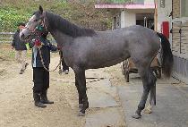 ��ž (KOTAP) ����