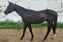 ��¹��̺�� (RAON VIBE MAN) ����