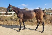 ���ָ����� (CHARMING MASTER) ����