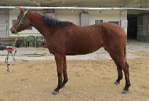 �������� (NURI GASOK) ����