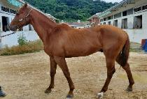 �ϳ��ȭ (ILNYEOM SINHWA) ����