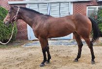 ��糪�̽� (GOLDEN NICE) ����