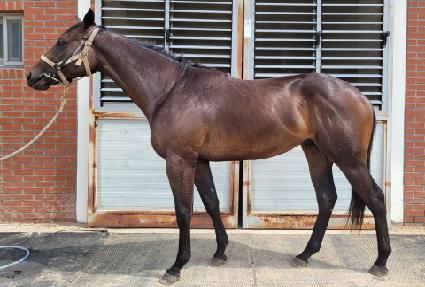 ����׸� ����