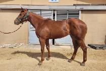 POCKET MILLION picture