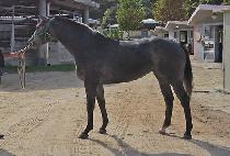 ����Ʈ���� (ELITE BOSS) ����