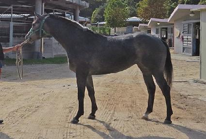 ����Ʈ���� ����