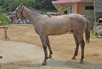 ���������� (THUNDER PRINCE) ����