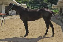 ����ڸ��� (YONGBI KOREA) ����