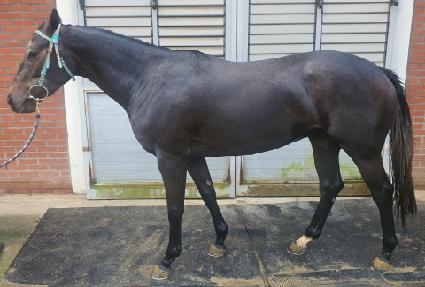 ��������̾� ����