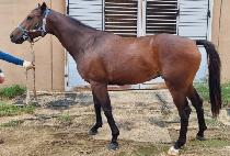 ���ϵ��� (WILD DIXIE) ����