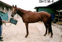 ȣȲ�� (HO HWANG KEE) ����