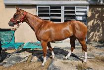 ����Ʈ���� (SWEET BEOMHAN) ����