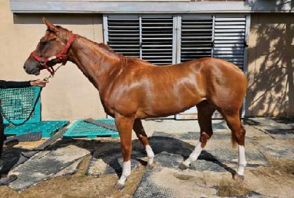 ����Ʈ���� ����