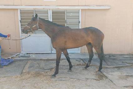 �𽺿��� ����