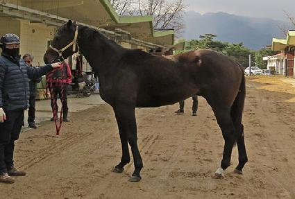 �����ǵ�ǳ ����