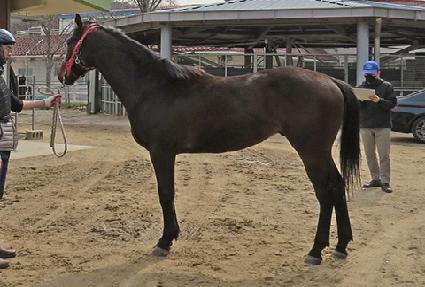 ����Ư�� ����