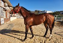 SEOBU CAPTAIN picture