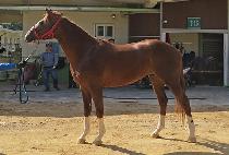 TAENG TAENG BALL picture