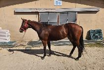 ���η��� (QUEEN LAURENCE) ����