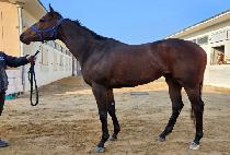 ��帶��ũ (GOLDMASK) ����