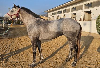 ���ƿ»�� ����