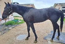 ���뽺Ÿ (GUKDAE STAR) ����