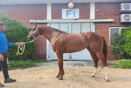 ������ƽ���� ����