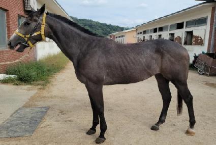 �׷���Ʈ�帲 ����