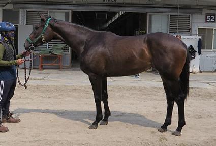 ��Ǫ������ ����