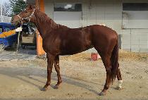 ũ�������� (CHRYSOL POSH) ����