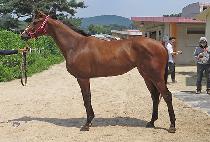 �ɷ��� (QUERER) ����