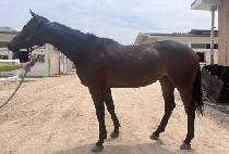 �����ӽ� (THUNDER MACHINE) ����