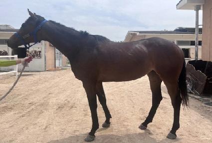 �����ӽ� ����